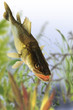 Photo: Fische 65 Fische 65