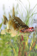 Fische 152