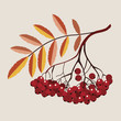 mountain ash branch with mature berries