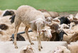 thirsty sheep