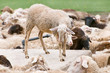 thirsty sheep
