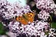 Farfalla