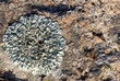 The lichens on the stone