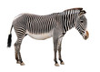 Photo: zebra isolated on white background zebra isolated on white background