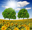 Apple trees on sunflower field