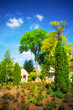 Summer Landscape