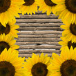Frame of sunflowers