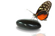 Foto: Schmetterling 105 Schmetterling 105