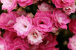 Kalanchoe flower blossoms