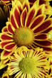 Red yellow chrysanthemum