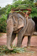 Elephant Ride