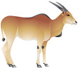 Vektor: Common eland antelope Common eland antelope