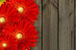 red flowers