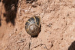 snail stuck