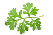 sagebrush arborescens