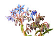Borage flowers