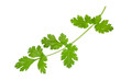 coriander