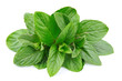 Mint leaf close up