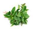 Mint leaf close up
