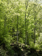 Photo: beech in spring beech in spring