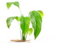 Houseplant