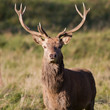 red deer stag, Studley Deer Park, Yorkshire