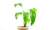 Video: Houseplant Houseplant
