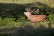 red deer stag bellowing, Studley Deer Park, Yorkshire