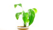 Video: Houseplant Houseplant