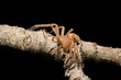 Spider closeup