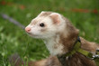 ferret in the grass