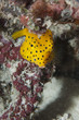 Photo: Yellow Box Fish ostracion cubicus close up portrait Yellow Box Fish ostracion cubicus close up portrait