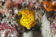 Photo: Yellow Box Fish ostracion cubicus close up portrait Yellow Box Fish ostracion cubicus close up portrait