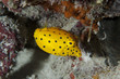 Photo: Yellow Box Fish ostracion cubicus close up portrait Yellow Box Fish ostracion cubicus close up portrait