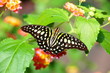 Tailed Jay Butterfly,aka,Graphium agamemnon