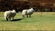 sheep in wanlockhead scotland