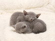 重なって眠る子猫