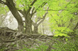Foto: green spring forest green spring forest
