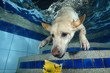Beautiful Labrador retriever diving underwater