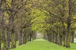 Tree park alley