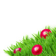 green grass with daisy flowers  border