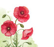 Watercolor background with poppy flowers