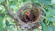 baby  bird