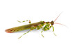 Flower mantid on white