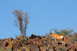 Red hartebeest landscape