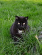 Blacky