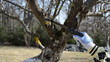 woman hand cut prune lop trim fruit tree branch hand saw spring