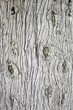 Tree wood