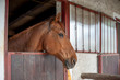 Foto: horse head horse head