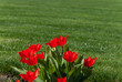 Red tulip flowers 005